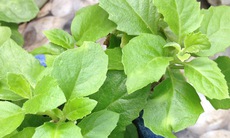 Rau bầu đất có tác dụng chữa bệnh gì?