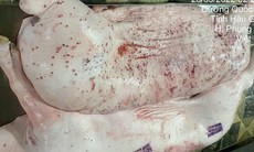 Vụ Công ty C.P. Việt Nam bị 'tố' dùng lợn bệnh: Sắp kỷ luật đối với viên chức đóng dấu lưu thông lên lợn bệnh?