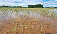 Mưa lớn gây ngập úng gần 700 ha lúa và hoa màu tại các tỉnh phía Bắc