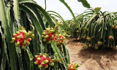 Giá thanh long chính vụ cao gấp 3 lần