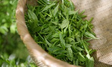 Cách làm xịt khoáng trà xanh, giải pháp cấp ẩm cho da tức thì