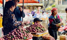 Mận hậu giảm giá sâu chỉ còn vài nghìn đồng/kg bán đổ đống đầy thị trường
