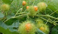 5 vị thuốc giúp ngủ ngon trong ngày hè oi ả