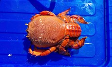 Thả 35 con cua huỳnh đế về biển Lý Sơn để tái tạo nguồn lợi thủy sản