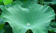 5 vị thuốc phòng và trị cảm nắng