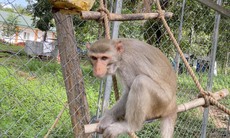 Nơi ‘nghỉ dưỡng’ của động vật quý hiếm ở Tây Nguyên có gì đặc biệt?