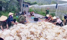 Nghệ An: Sự cố hi hữu khiến gần 1 vạn con gà chết ngạt