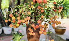 'Sốt xình xịch' trào lưu cắm cành vải thành hoa