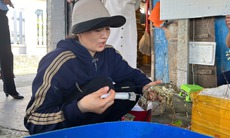 Một tiểu thương bơm thạch rau câu vào tôm hùm chết nhằm tăng trọng lượng bán kiếm lời