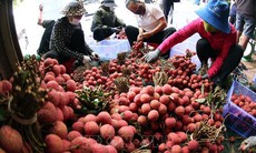 Vụ vải thiều Lục Ngạn 2025 bội thu, xuất khẩu vượt kỳ vọng