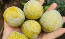 Loại quả lạ có tên mận cau giá 450.000 đồng/kg vẫn hút khách