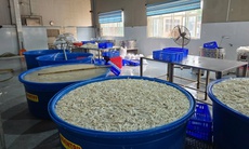 Thanh Hoá phát hiện hơn 13 tấn chân gà ngâm hóa chất tẩy trắng