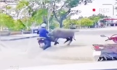 Video trâu ‘điên’ tấn công người đi đường