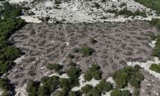 Vụ rừng phòng hộ ven biển bị chặt hạ ở Huế: UBND xã có thẩm quyền tự bán thanh lý?