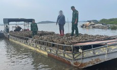 Mua 4 tấn hàu lậu ở nước ngoài mang về Việt Nam bán kiếm lời