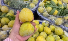 Một loại mận của Trung Quốc có giá vài trăm nghìn đồng/kg đổ bộ thị trường quả Việt được chị em săn đón