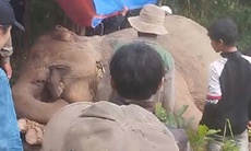 Một con voi cái được thuần dưỡng từ năm 1974 bị chết do tai nạn