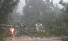 Nhiều cây xanh, công trình dân dụng bị hư hại do bão số 3