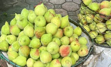 Tiểu thương tiết lộ sự thật về đào mỏ quạ đang được bán ngoài chợ