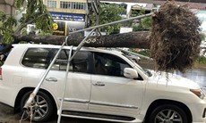 Ai sẽ phải chịu trách nhiệm khi cây đổ đè trúng ô tô sau dông lớn?