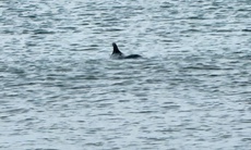 Video người dân thích thú xem cá heo bơi lượn tại bãi biển Cửa Tùng