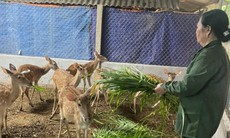 Trang trại mua nhung hươu tươi, hươu giống uy tín tại Hương Sơn - Hà Tĩnh