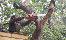 Hà Nội sắp di chuyển, chặt hạ 24 cây xanh trên phố Hùng Vương