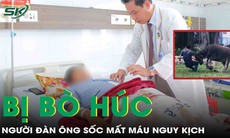 Bị bò húc vào bụng, người đàn ông vỡ mạch mạc treo, sốc mất máu nguy kịch