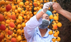 Lâm Đồng là nguồn cung rau xanh, thịt và thủy sản an toàn chủ lực cho TPHCM