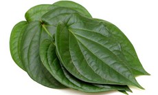 6 cách sử dụng lá trầu không phòng và trị bệnh