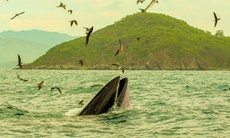 Cận cảnh loài cá voi quý hiếm săn mồi trên biển Nha Trang