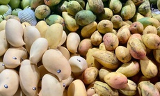 Tiểu thương tiết lộ về nguồn gốc của loại xoài vàng ươm, thơm nức đang bán đầy chợ Việt