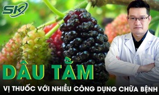 Dâu tằm vị thuốc quen thuộc với nhiều công dụng chữa bệnh