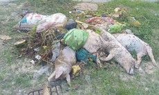 Hàng chục xác lợn chết bị vứt xuống kênh đe dọa nguồn nước và sức khỏe cộng đồng