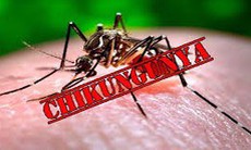 PGS.TS Trần Đắc Phu: Không chủ quan với bệnh Chikungunya, nhưng cũng không quá hoang mang