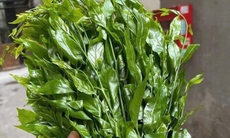 Rau ngót rừng hiếm hàng, giá bán 150.000 đồng/kg vẫn không đủ trả đơn
