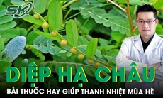 Gợi ý bài thuốc hay từ diệp hạ châu giúp thanh nhiệt mùa hè