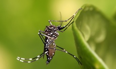 Cách nào để bảo vệ bản thân khỏi Chikungunya?
