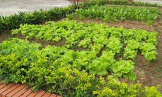 Đánh giá tác động của mô hình 'Vườn rau dinh dưỡng' đến tình trạng thiếu vi chất ở trẻ em dân tộc thiểu số