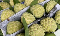 Na Lạng Sơn vào mùa, bà nội trợ Hà thành rộn ràng 'săn' đặc sản