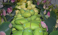 Xây dựng thương hiệu xoài xuất khẩu trên nền tảng chỉ dẫn địa lý