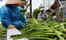 Xót xa những luống hoa, cây cảnh bị giẫm nát sau buổi tổng hợp diễu binh, công nhân mất cả ngày dầm mưa khắc phục