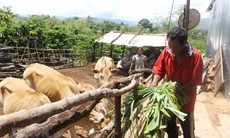 Phát triển vùng dân tộc thiểu số và miền núi, không để ai bị bỏ lại phía sau