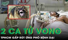 Thêm 2 ca tử vong vì bệnh dại, TPHCM gấp rút ứng phó