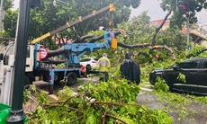 Hà Nội: Cây cổ thụ bật gốc đè trúng 2 ô tô đang lưu thông