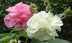 8 bài thuốc từ lá và hoa phù dung