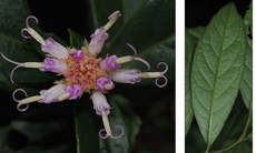 Cận cảnh loài thực vật mới phát hiện ở Quảng Trị