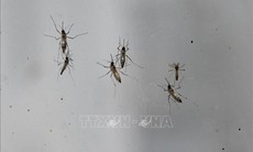 Hàng nghìn ca mắc bệnh, Trung Quốc ráo riết kiểm soát dịch Chikungunya