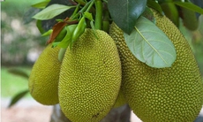 Bài thuốc chữa bệnh từ cây mít