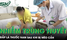 Bé trai 4 tuổi nhiễm khuẩn huyết nặng vì đắp lá thuốc nam sau khi bị mèo cắn 